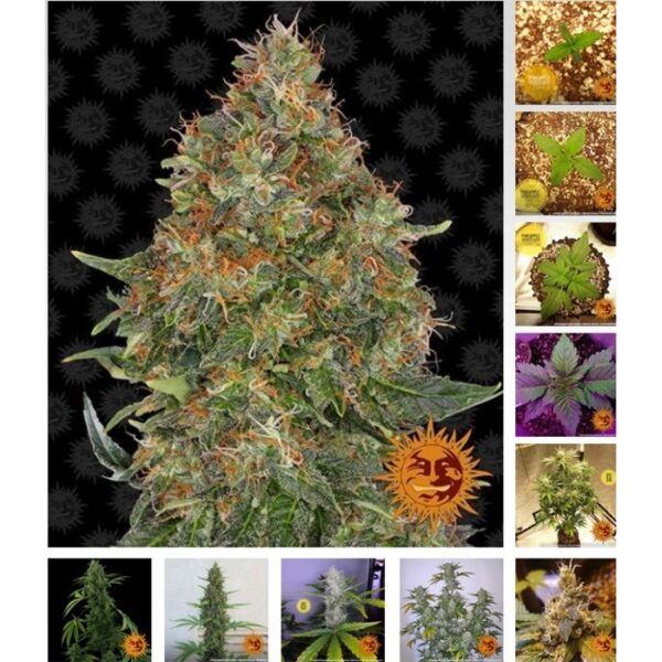 Pineapple express