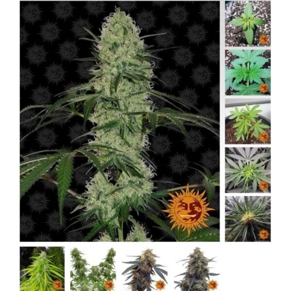 Tangerine Dream Auto