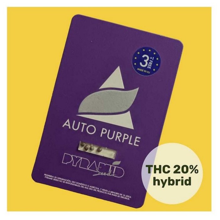 Auto Purple Pyramid seeds 2 happy life grow shop