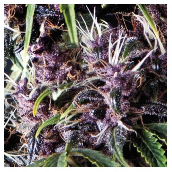Auto Purple Pyramid seeds