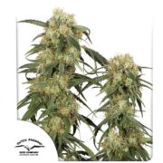 happy life grow shop rovigo