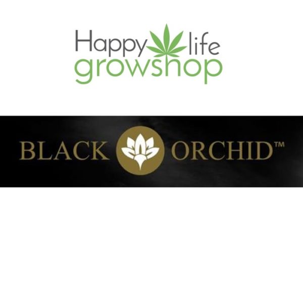 LOGO black orchidea