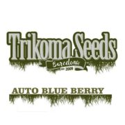 AUTO BLUE BERRY trikoma seeds