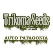 AUTO PATAGONIA trikoma seeds