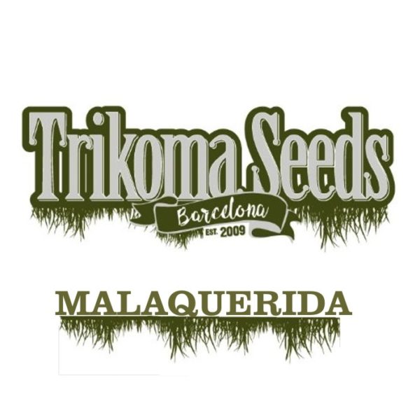 MALAQUERIDA - trikoma seeds