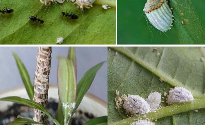 Cocciniglie: Riconoscimento, Danni e Rimedi Efficaci per le Piante