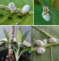 Cocciniglie: Riconoscimento, Danni e Rimedi Efficaci per le Piante