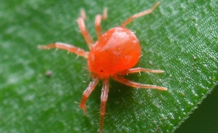 Ragnetto Rosso: Identificazione, Danni e Soluzioni