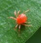 Ragnetto Rosso: Identificazione, Danni e Soluzioni