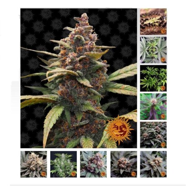 ayahuasca-purple_seeds