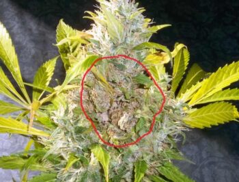 Prevenire la Botrite nella Cannabis: Consigli Utili per Coltivatori