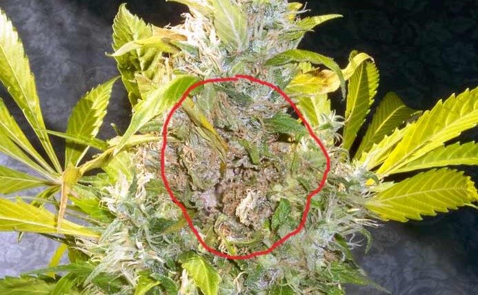 Prevenire la Botrite nella Cannabis: Consigli Utili per Coltivatori