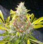 Prevenire la Botrite nella Cannabis: Consigli Utili per Coltivatori