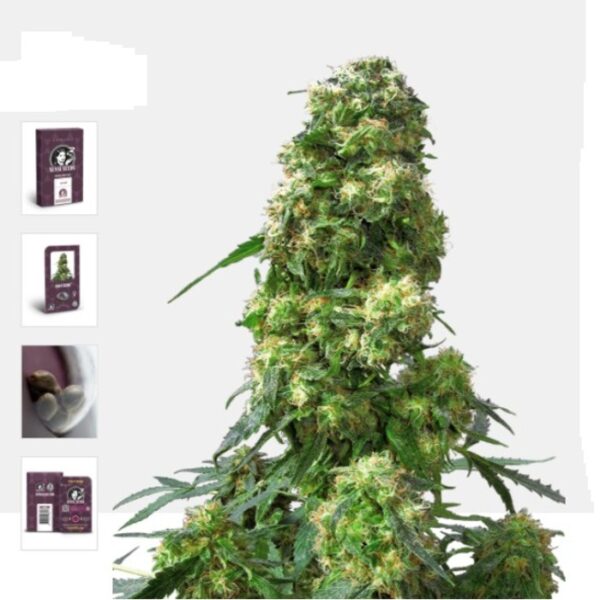 Early Skunk sensi seed
