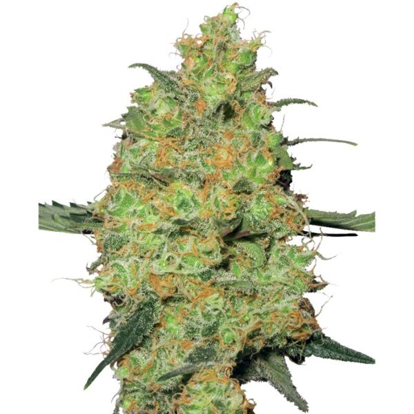 master-kush#