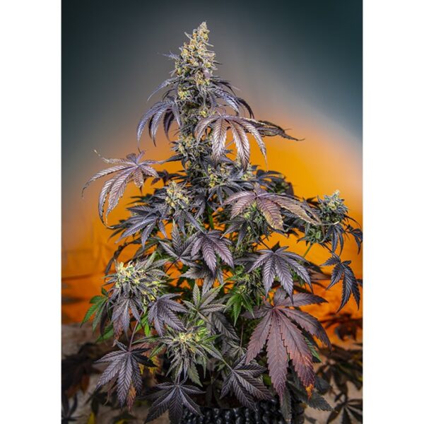 RED_GORILLA_GIRL_XL_AUTO