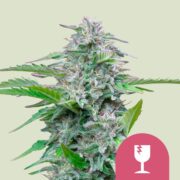 HAPPY LIFE GROW SHOP