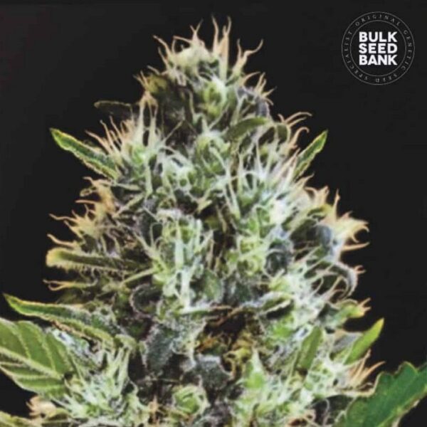 AUTO SUNMANGO - BULK SEEDS BANK