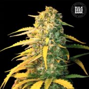 AUTO WHITE WIDOW - BULK SEEDS BANK
