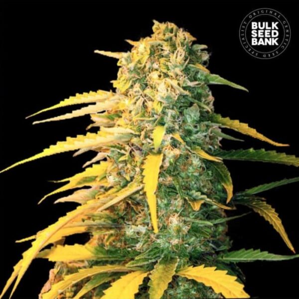 AUTO WHITE WIDOW - BULK SEEDS BANK