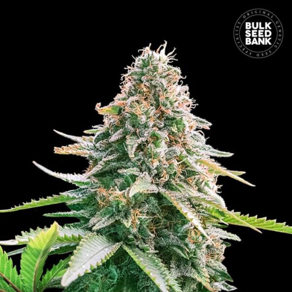 Auto-Gelato_Samba