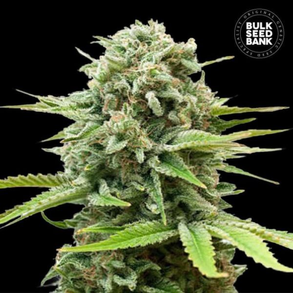 auto-Guerilla_Glue