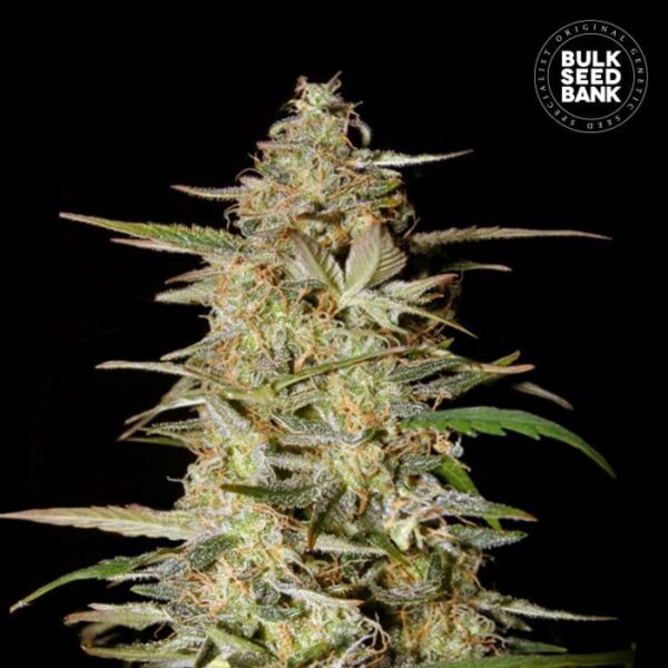 Auto-Hindu_Kush