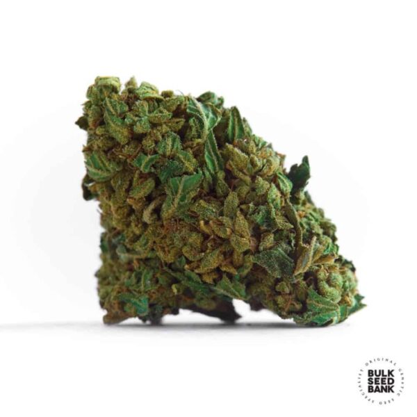 Auto-Hindu_Kush