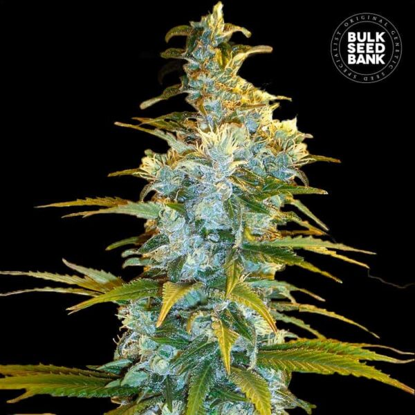 Fem-Northern_Light