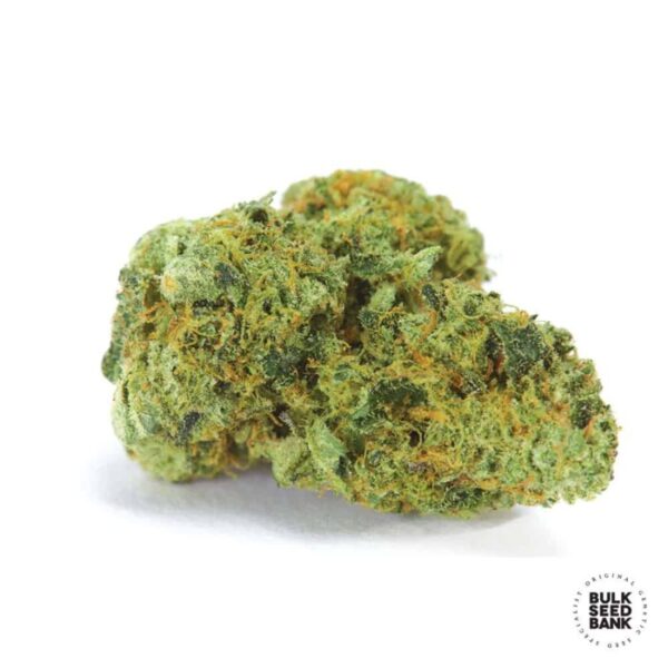 Fem-Northern_Light