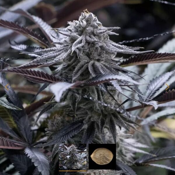 SILENT SEEDS - GRAPE JUICE fem