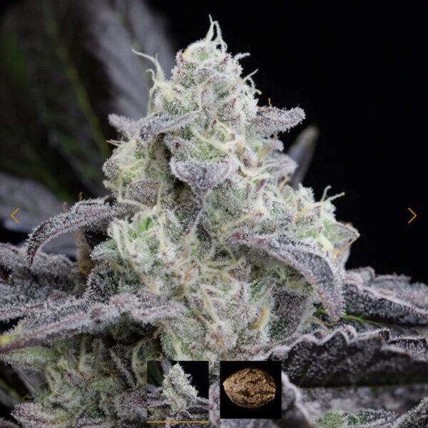 SILENT SEEDS - L.A. VANILLA CAKE