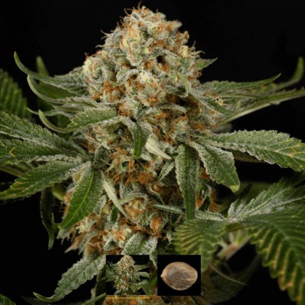 SILENT SEEDS - OG KUSH