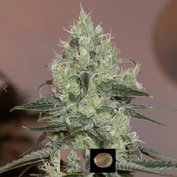 SILENT SEEDS - ORIGINAL AMNESIA