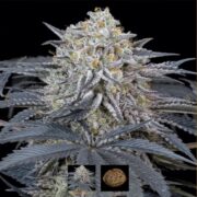 SILENT SEEDS - WATERMELON RUNTZ
