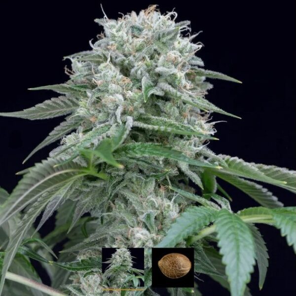 STARFIRE OG FEM