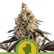 Happy Life grow shop