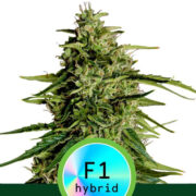 Happy Life grow shop