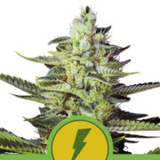 Happy Life grow shop