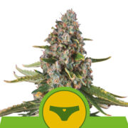 Happy life grow shop