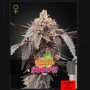 happy life grow shop