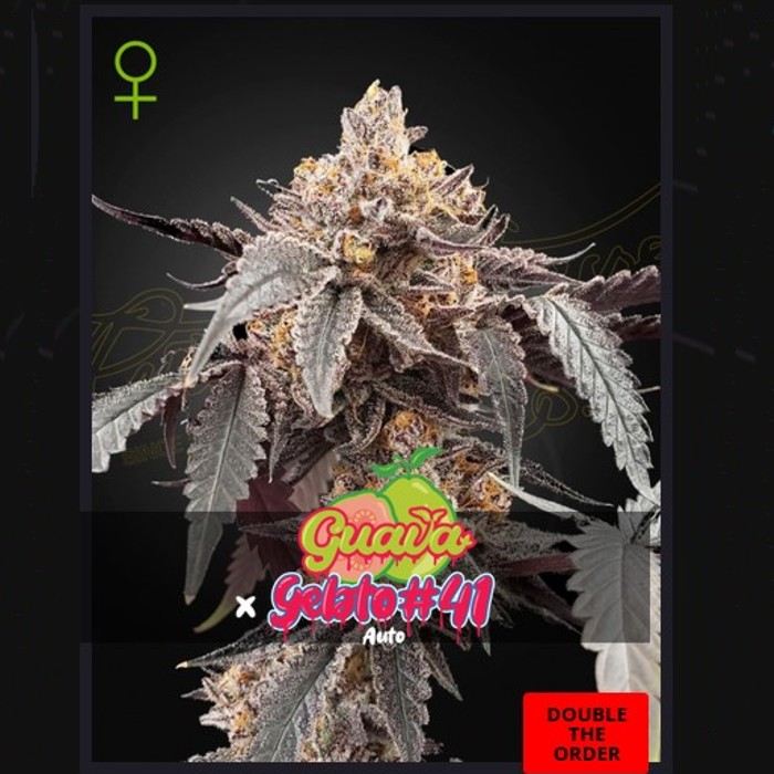 Guava x Gelato 41 Auto - Green House happy life grow shop
