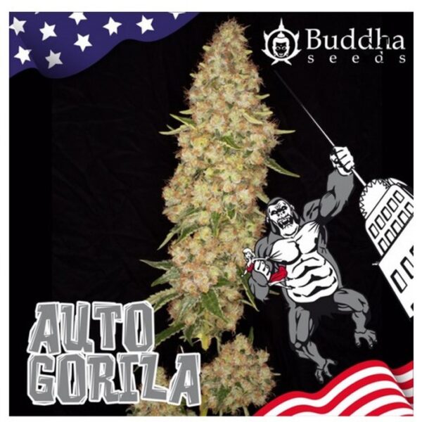 Auto Gorila - Buddha Seeds