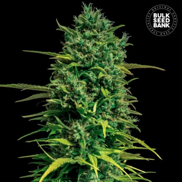 AUTO TROPICAL COCONUT