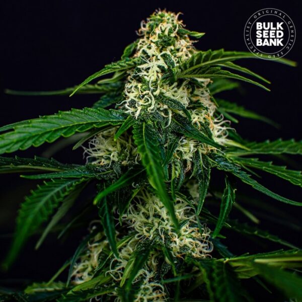 AUTO WATERMELON JAM