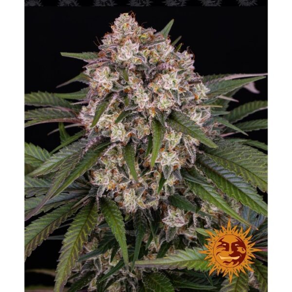 og-kush-auto_seeds