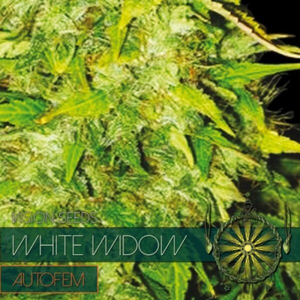 autofem-vision-seeds-white-widow