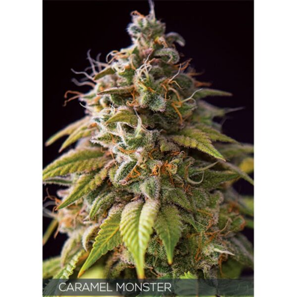 CARAMEL_MONSTER vision seeds