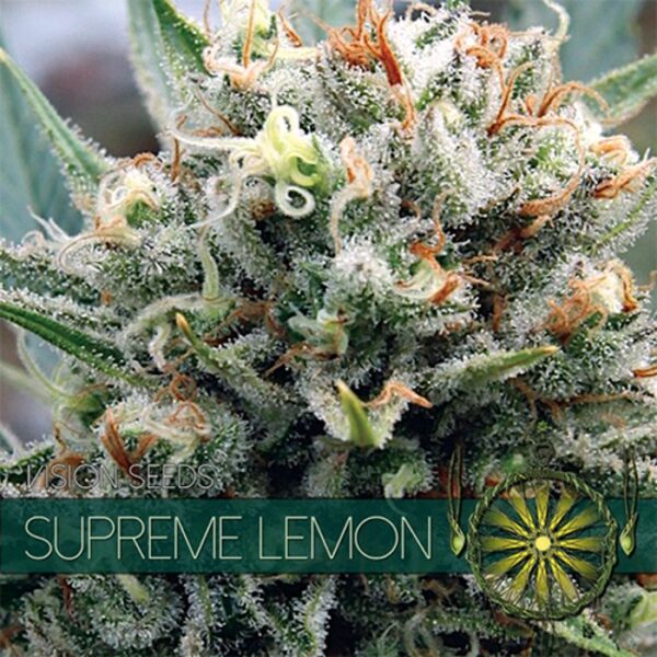 Supreme Lemon - Femminizzata - Vision seeds