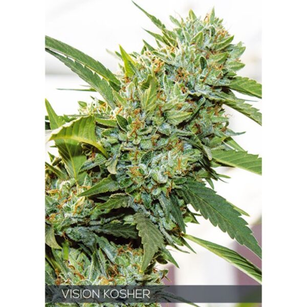 Vision Kosher - Femminizzata - Vision seeds